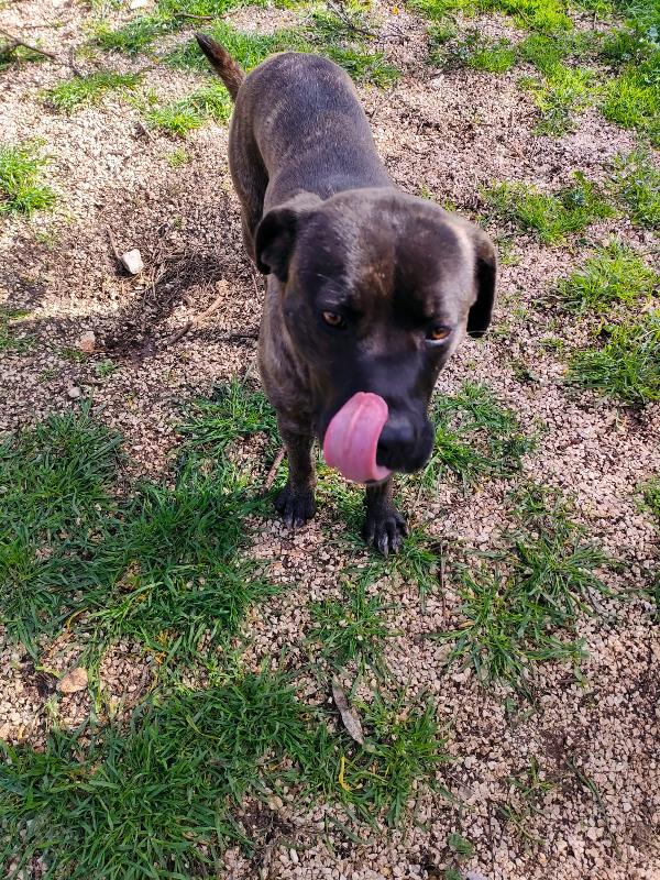 Reina - Quasi 2 Anni (nata indicativamente il 6 Ottobre 2023)  - Mix Cane Corso  - Taglia: Media   Foto 7